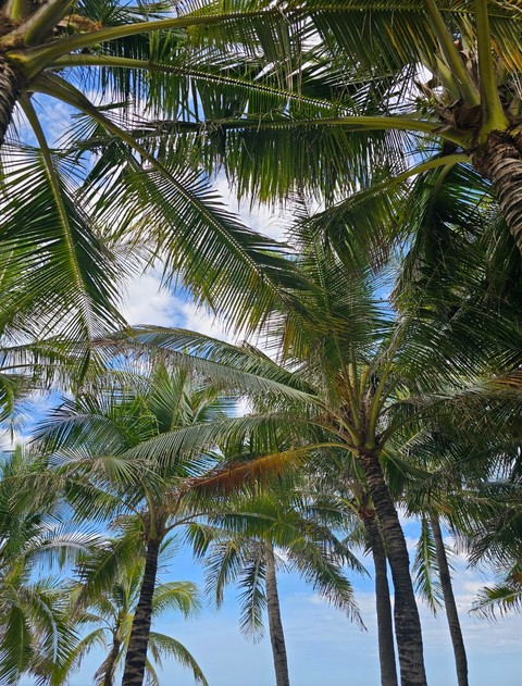 The palm trees