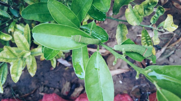 caterpillars