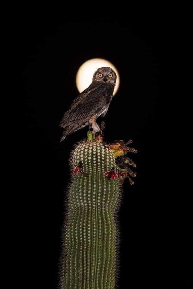 Fauna en el desierto Mexicano