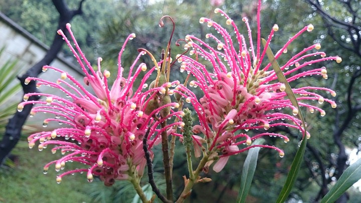 flor