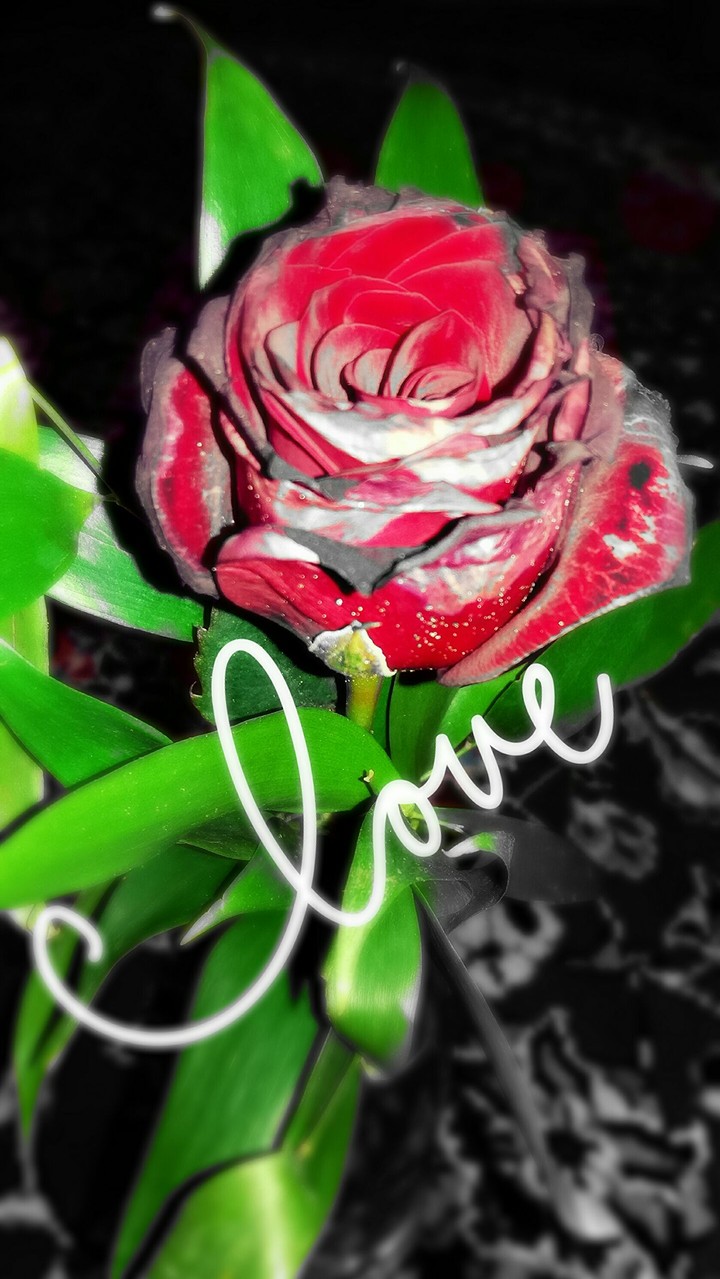 valentine gift