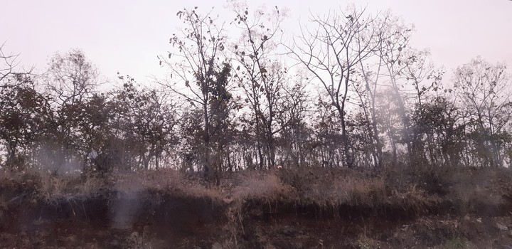 Forest in bhopal