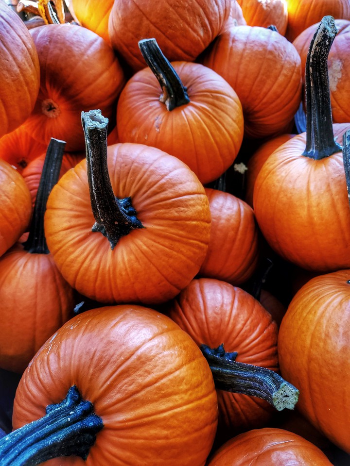 pumpkins