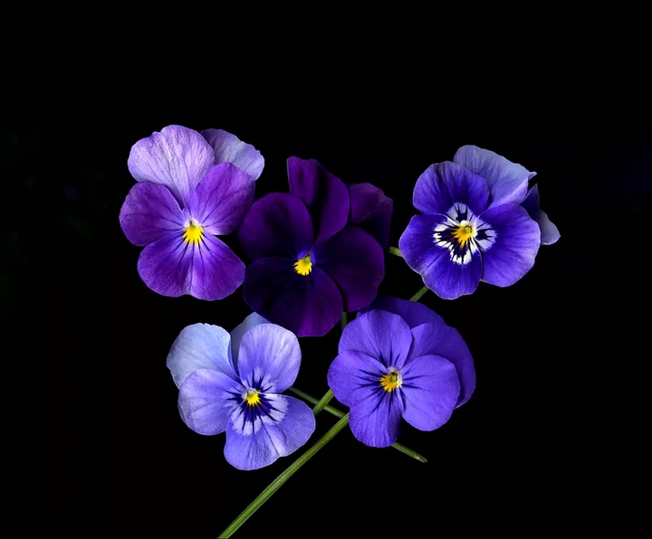 Pansies