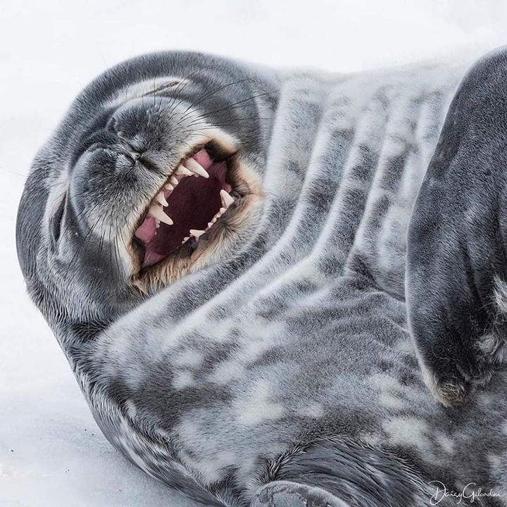 Animal