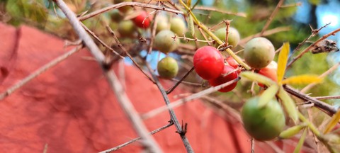 wild berry
