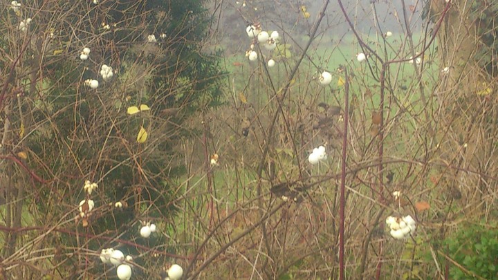 snow bells