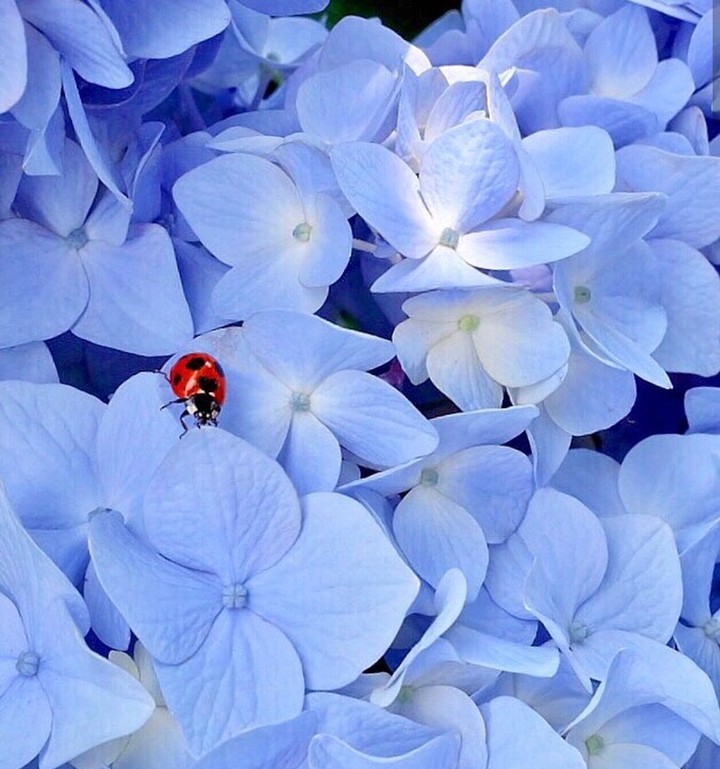 ladybird
