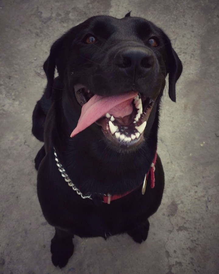 tagu