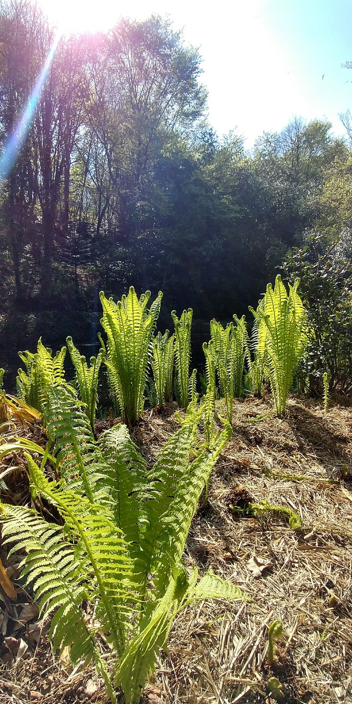 Beauté du printemps