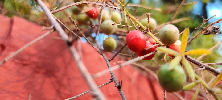 wild berry
