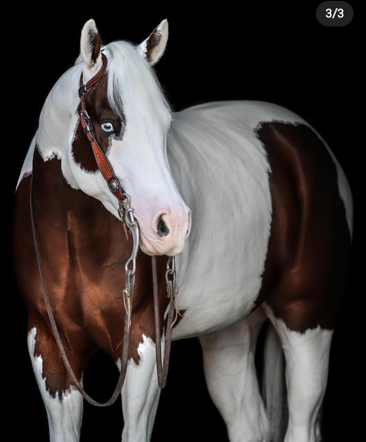 Beautiful horse