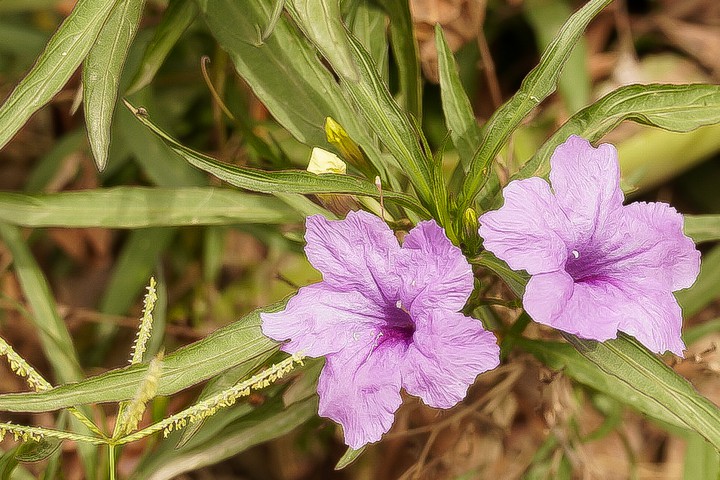 flower