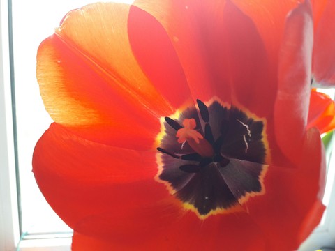 tulip
