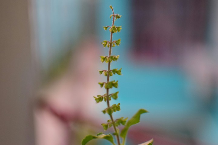 Flower of Holy Basil