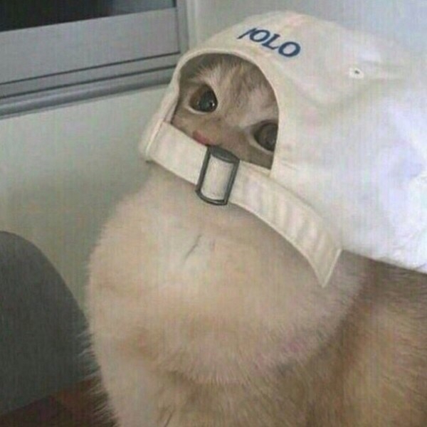 Кот