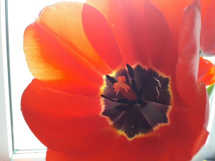 tulip