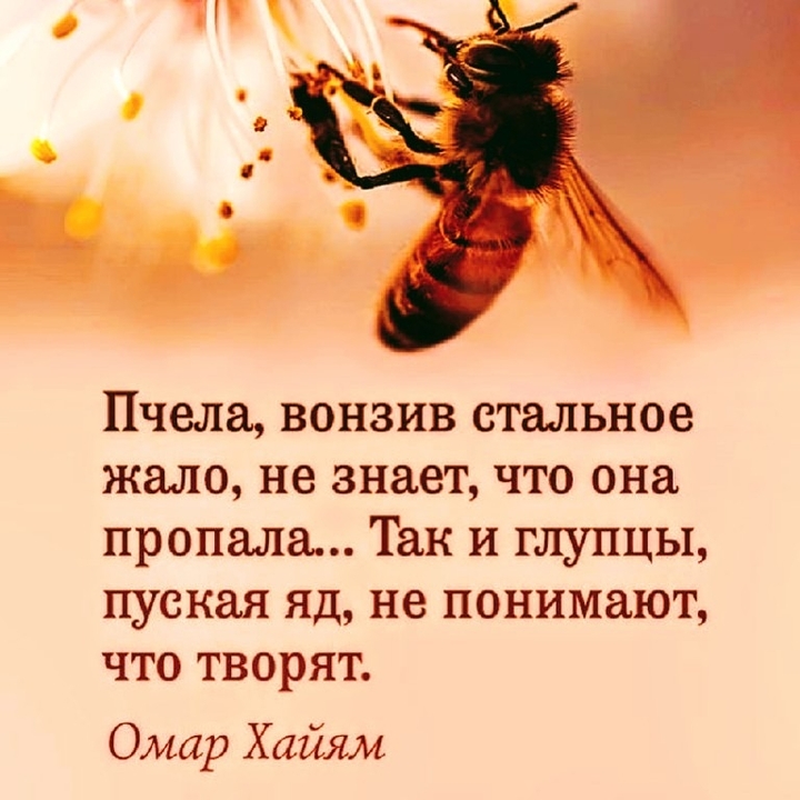 Глупцы!