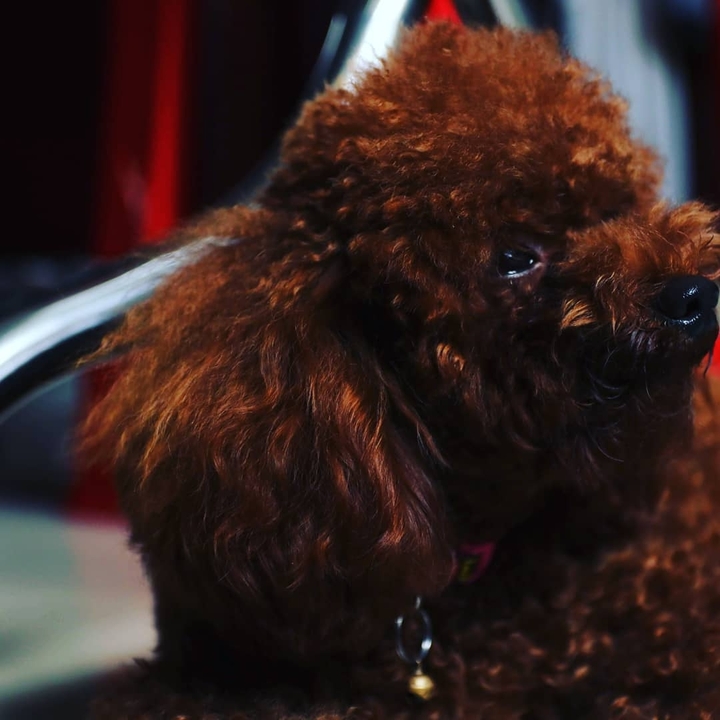 poodle