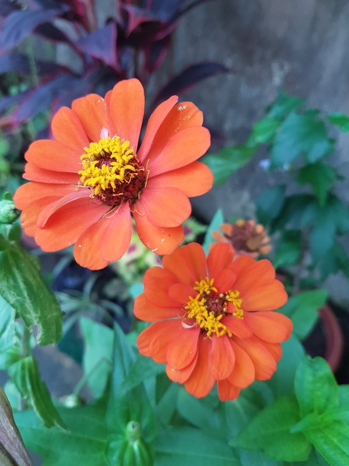 flower