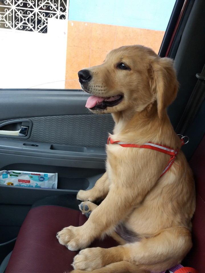 Dog waiting for a ride