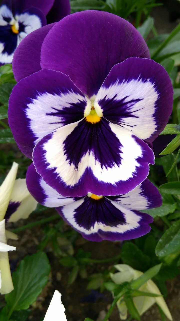 Primula