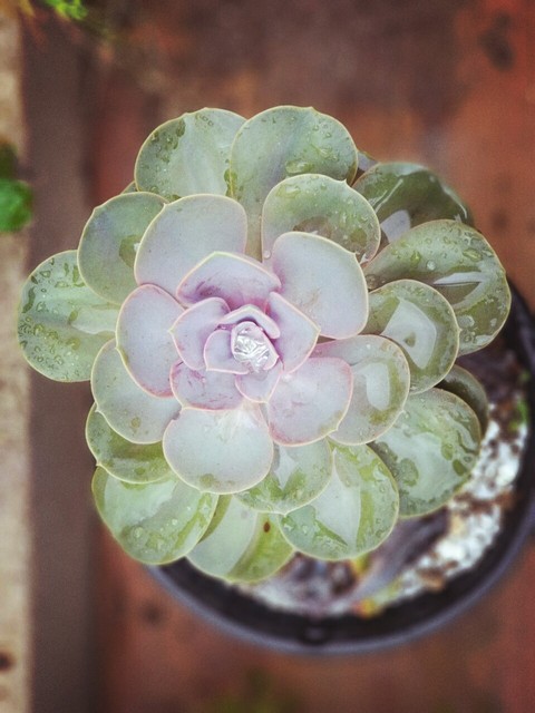 suculentas