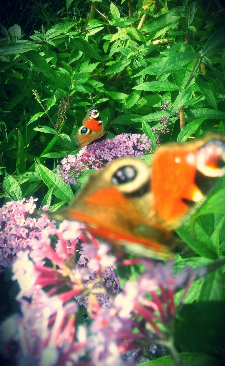 Flower duet