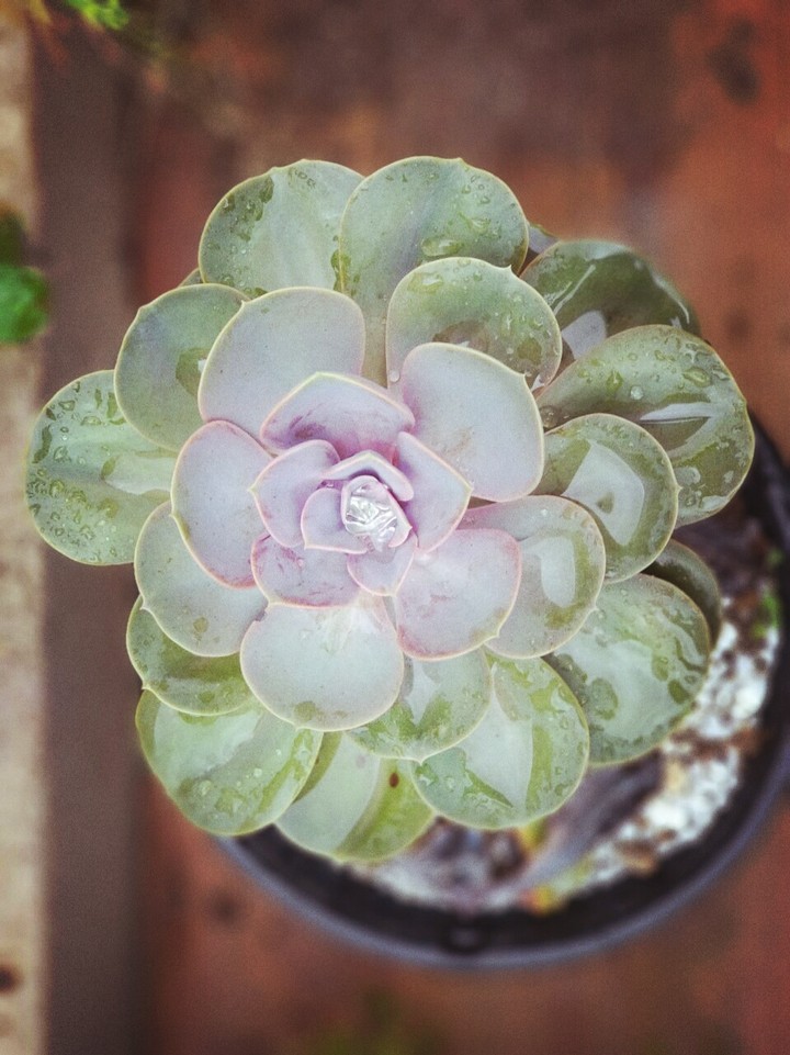 suculentas