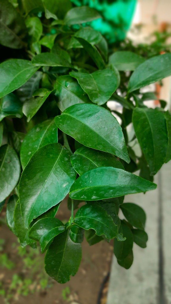 leaves...