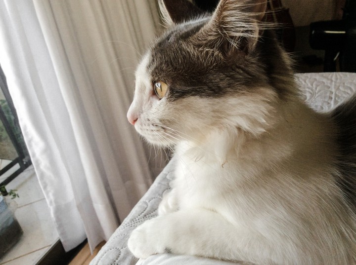 cat