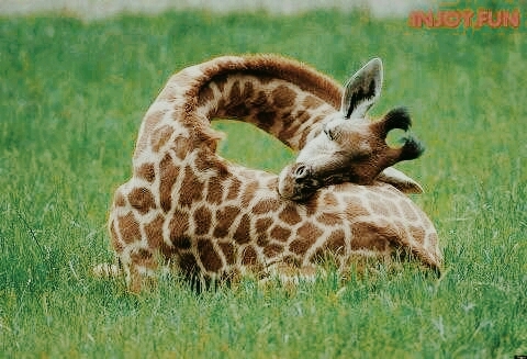 this is how a giraffe sleeps