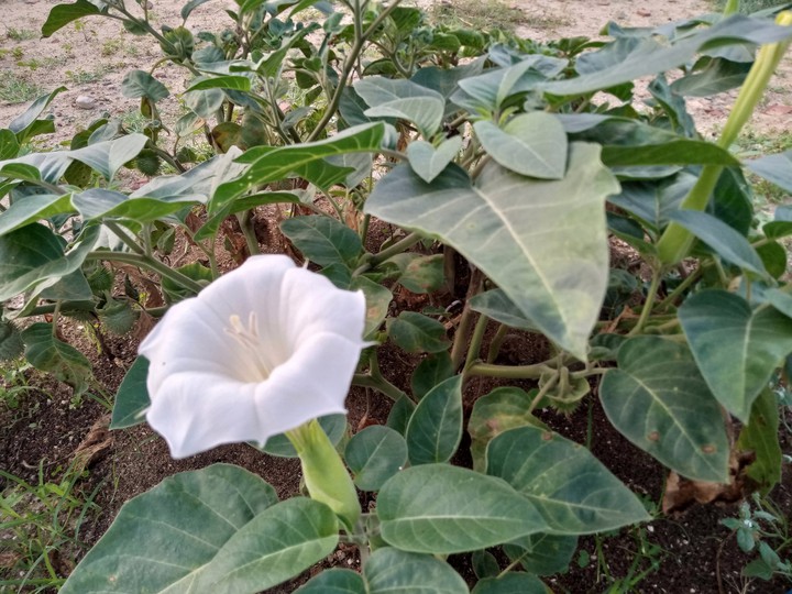 flower