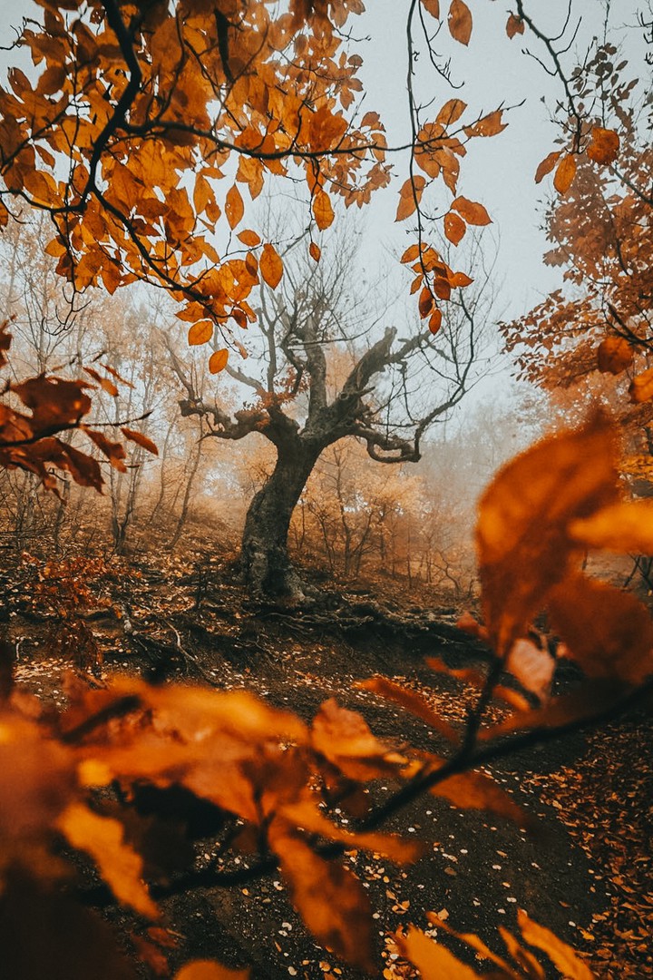trees