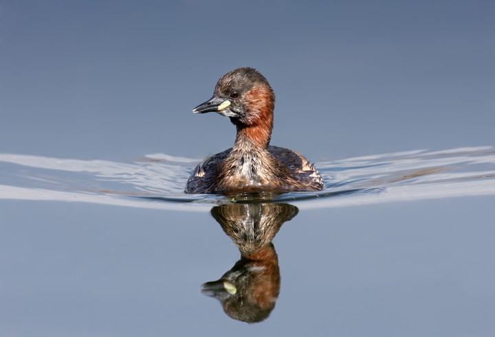 little grebe
