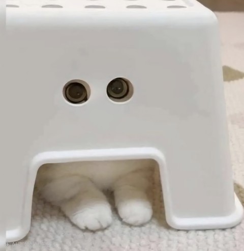 Floor, felinae háttérképek