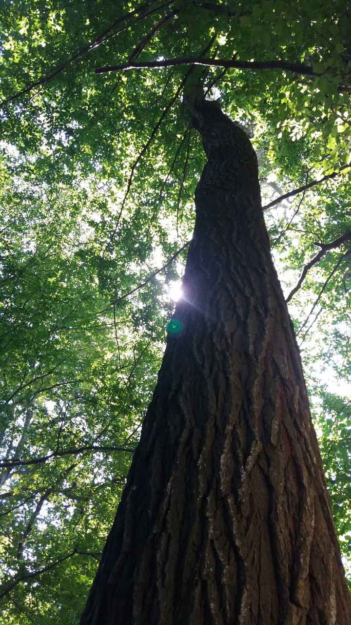 tree