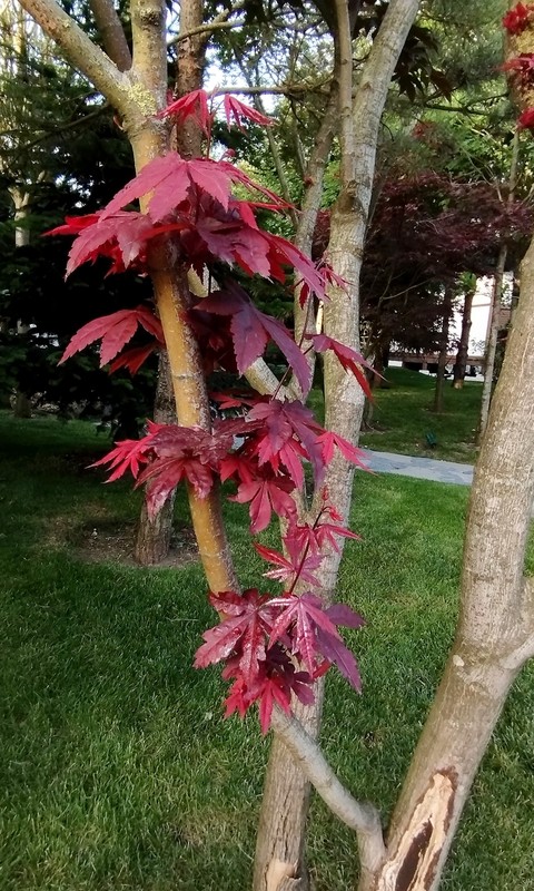 plant, leaf壁纸