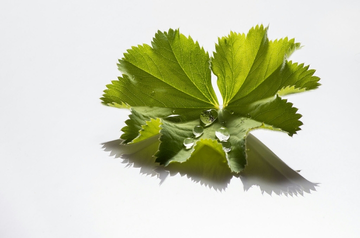 leaf with drops