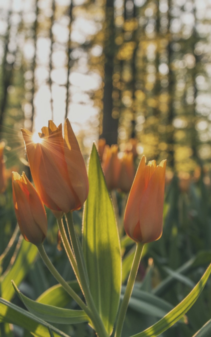Flores
