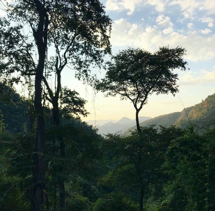 #rainforest