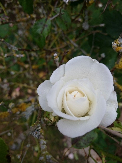 White, flower वॉलपेपर