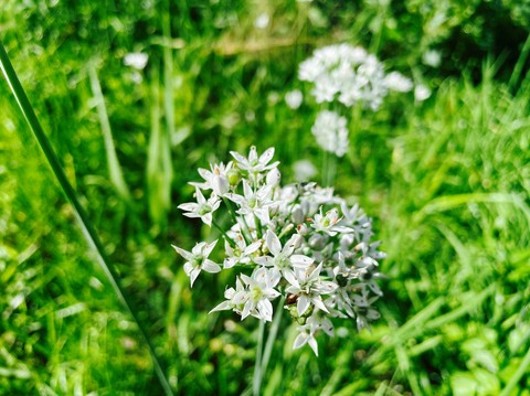 tapety plant, forb