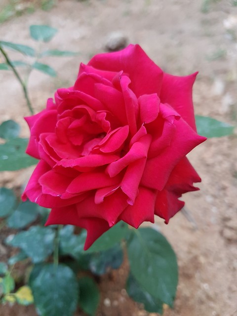 rose