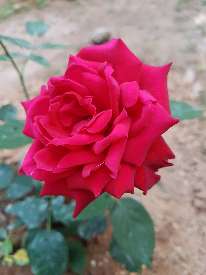 rose