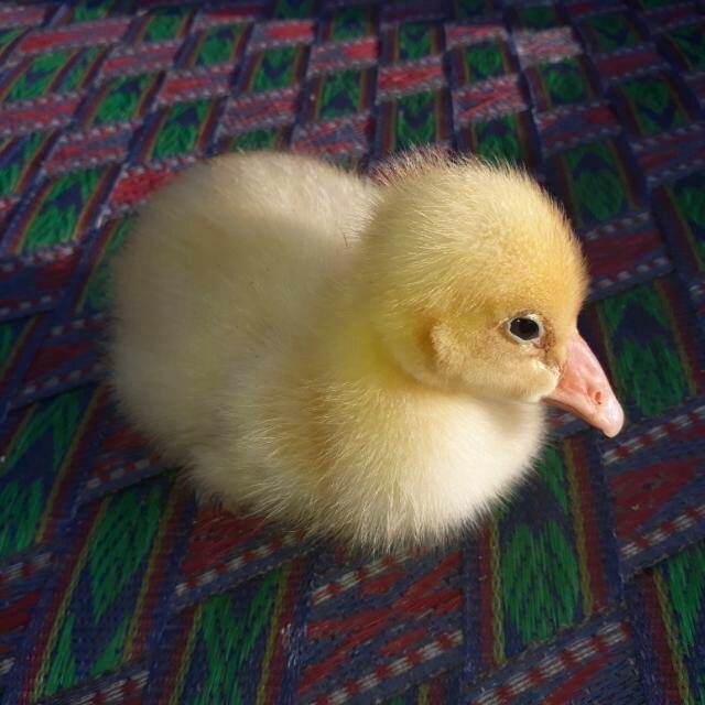 duck kid
