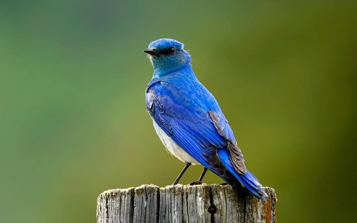 Blue bird