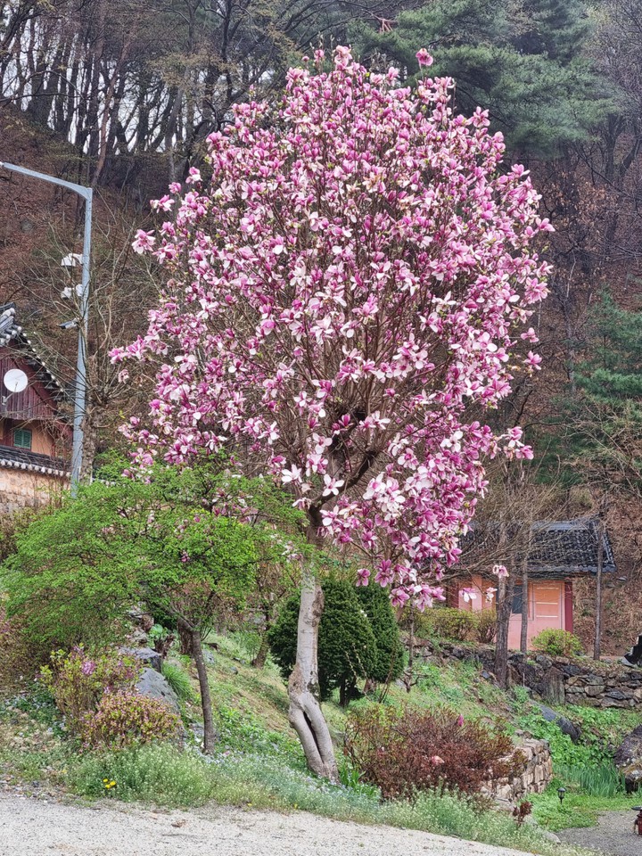 목련