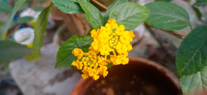 Yellow Flower
