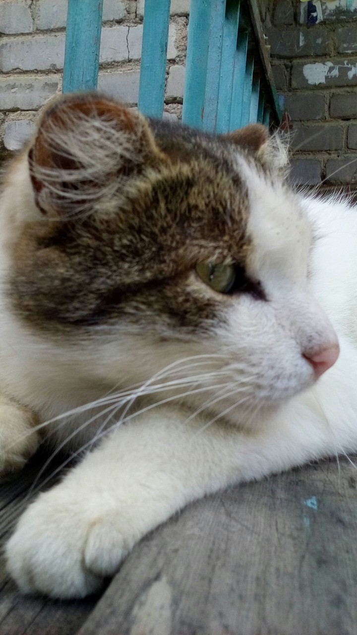 Foto Cat